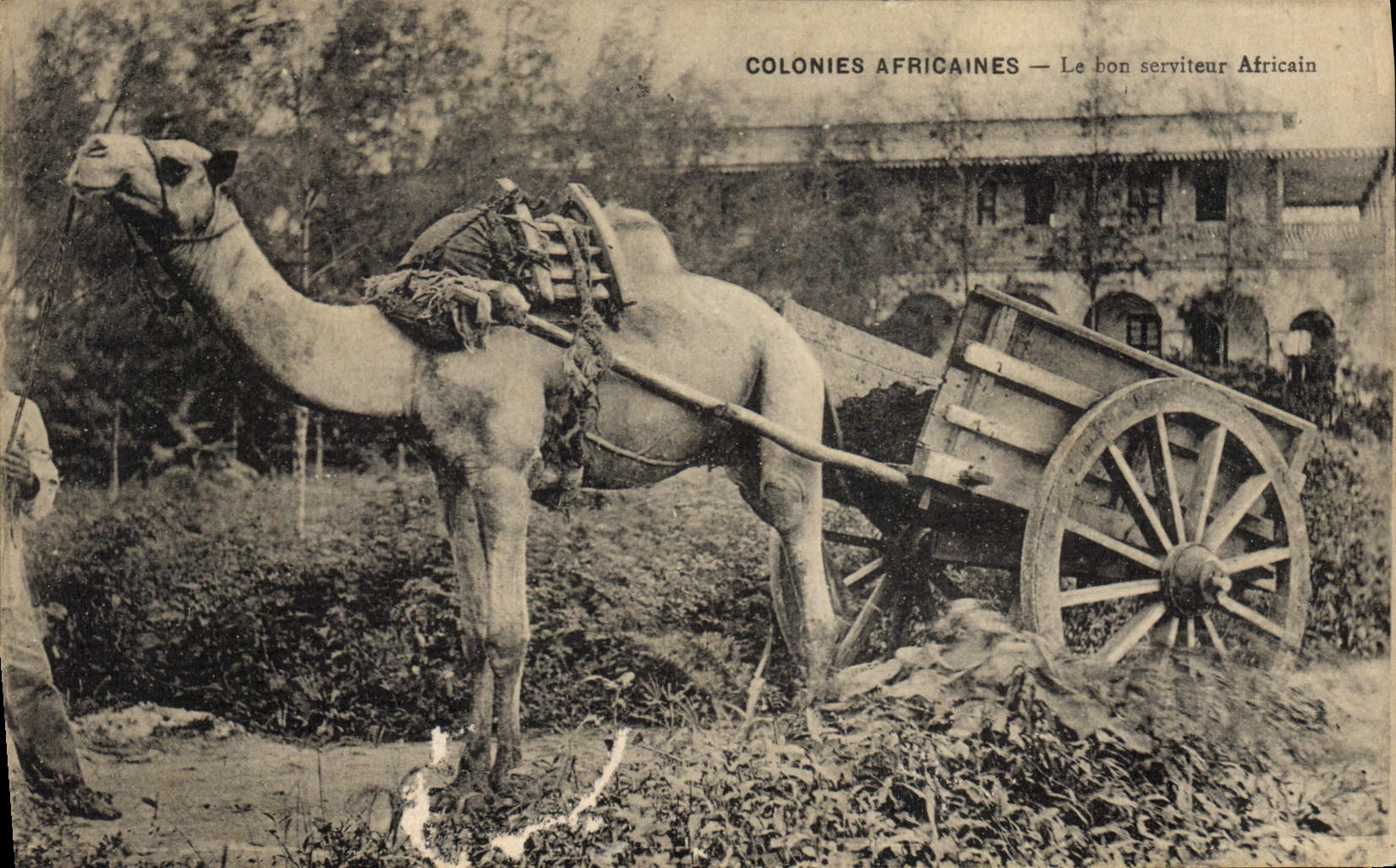 CPA Colonies africaines Le bon serviteur Africain