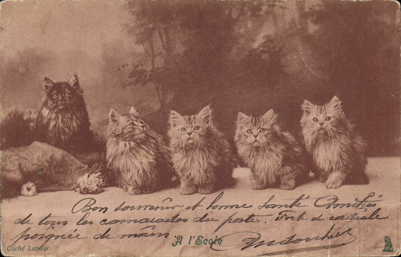 CPA Chat Chats Chaton A l'ecole 