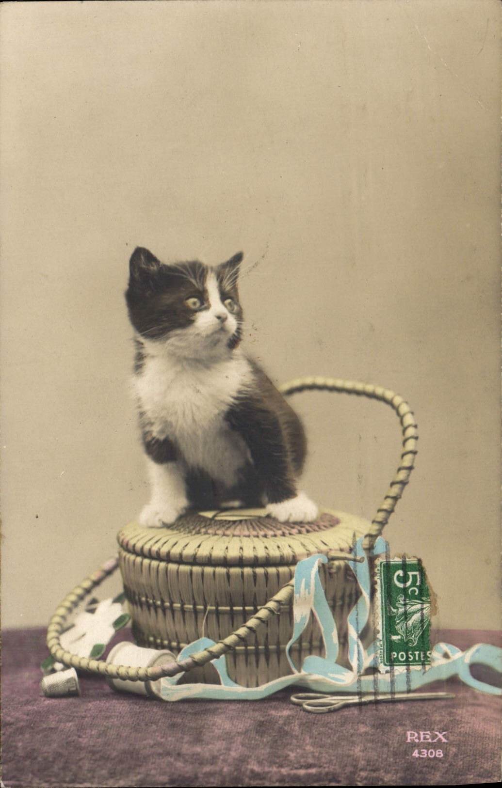 CPA Chat Chats Chaton 