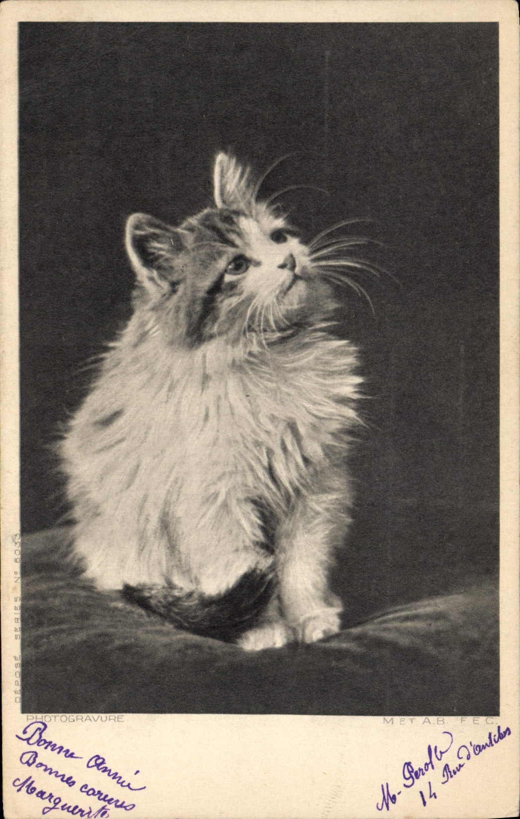 CPA Chat Chats Chaton 
