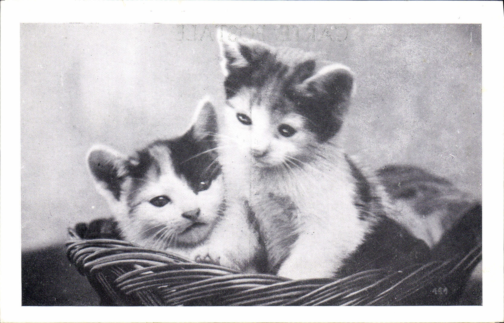 CPA Chat Chats Chaton 