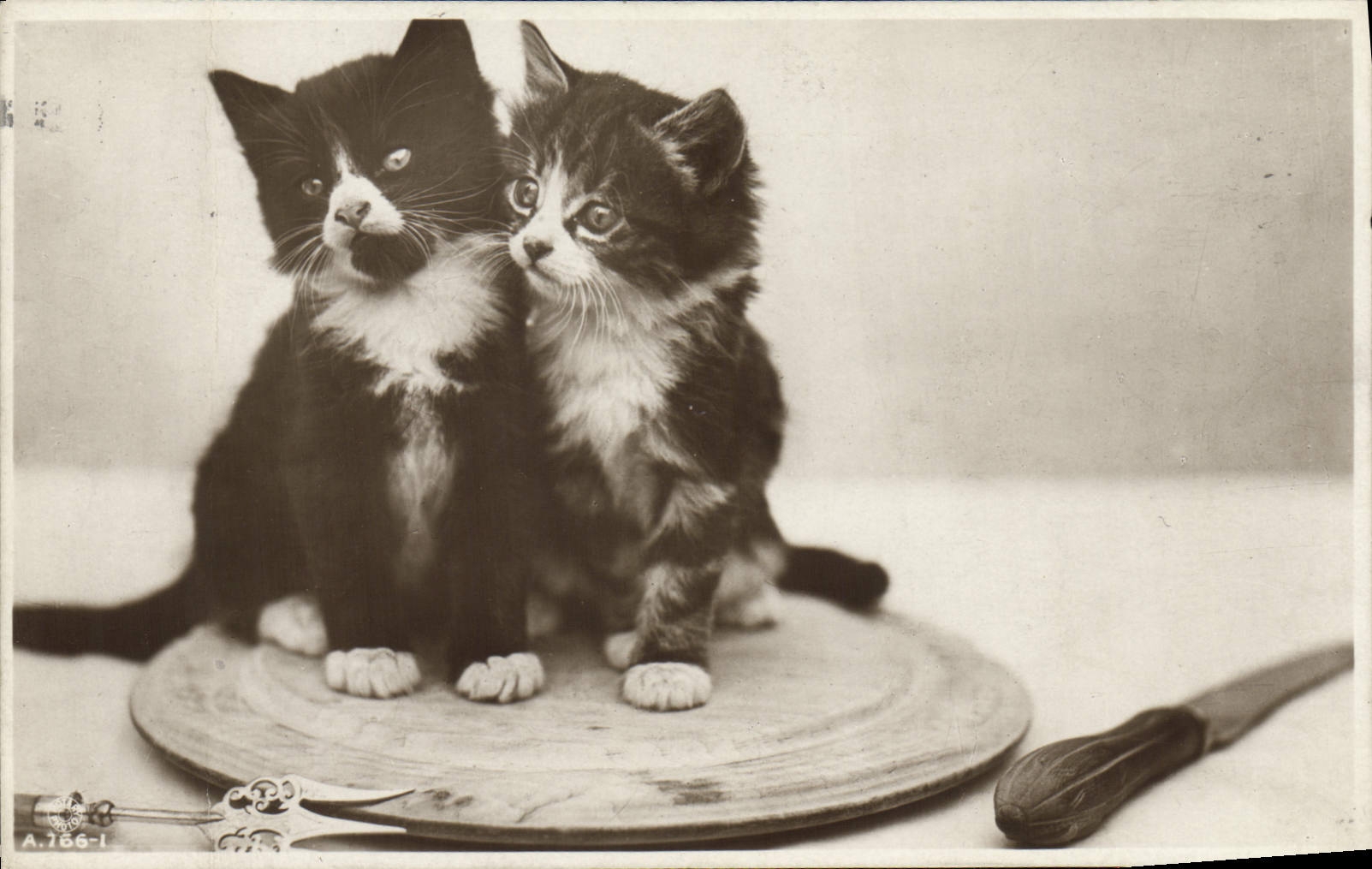 CPA Chat Chats Chaton 