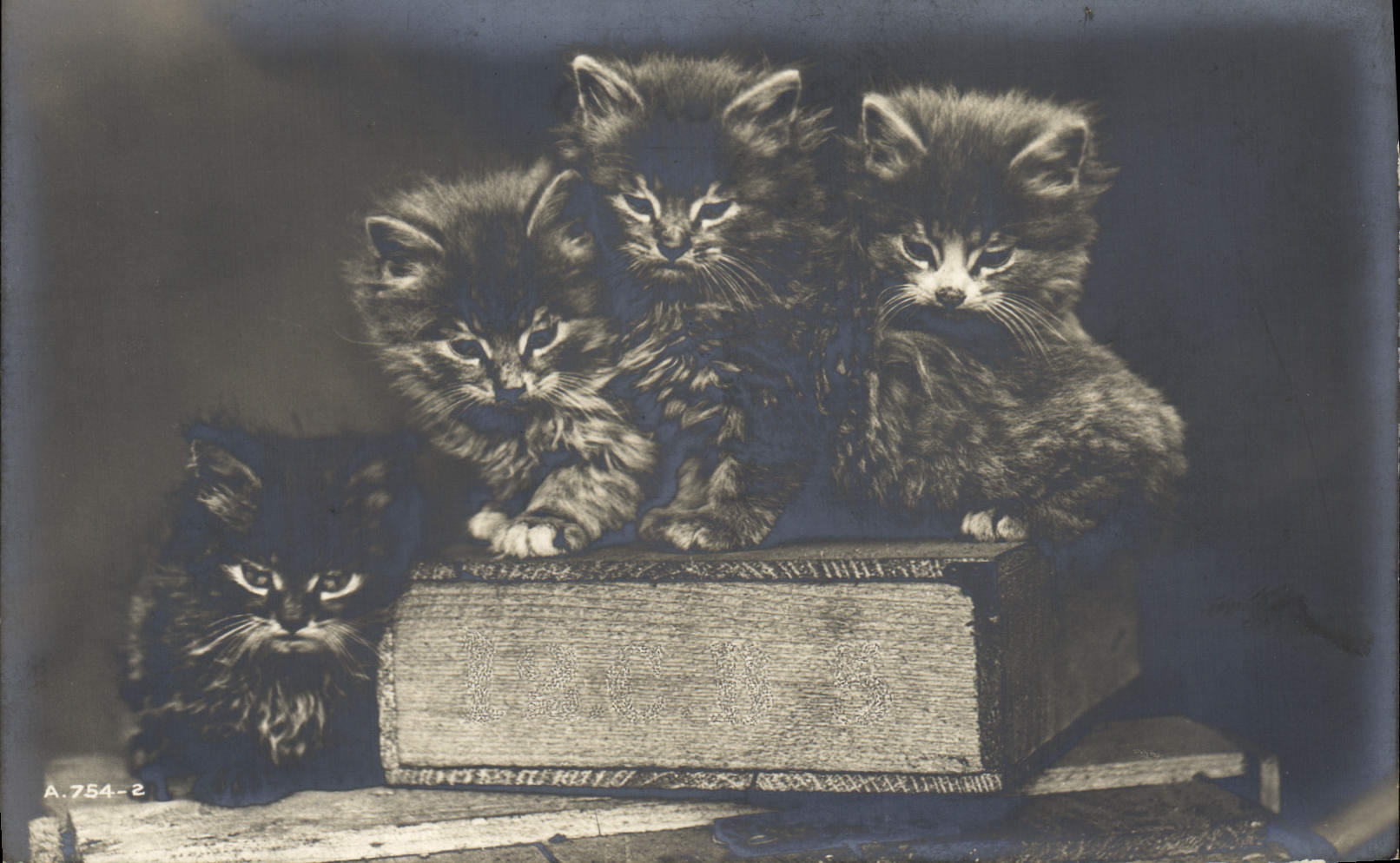 CPA Chat Chats Chaton 