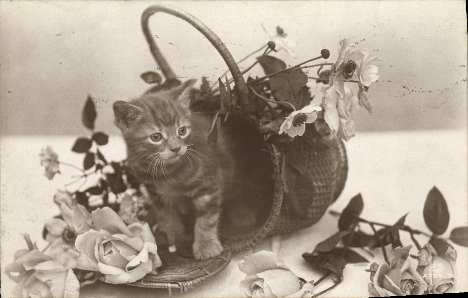 CPA Chat Chats Chaton 