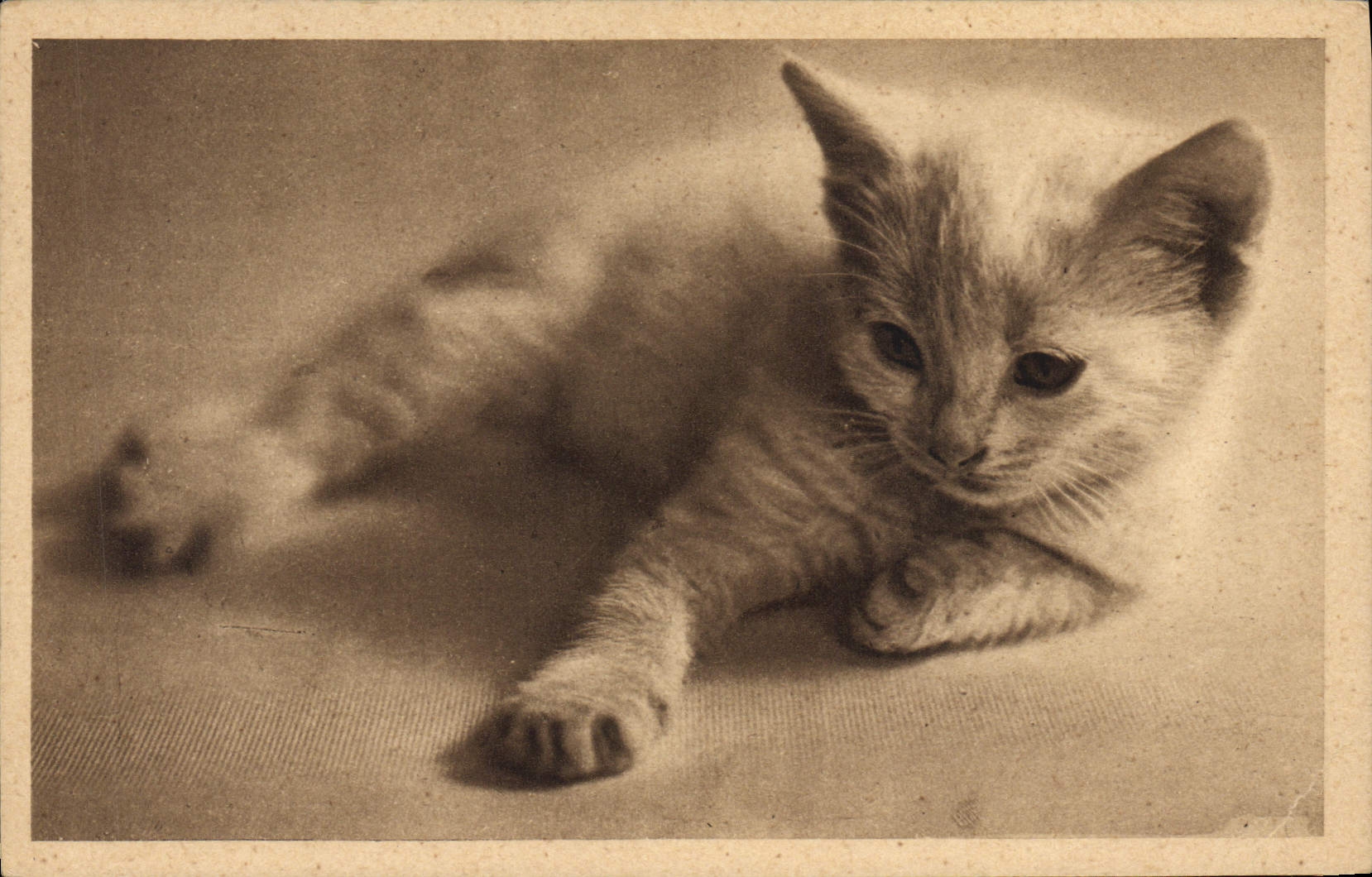 CPA Chat Chats Chaton 