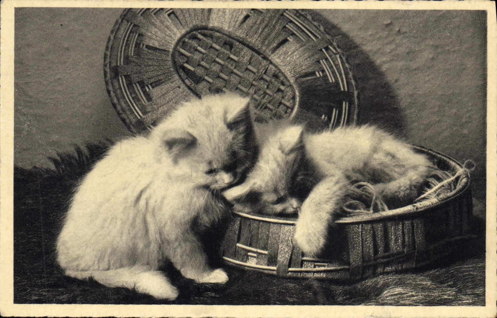 CPA Chat Chats Chaton 