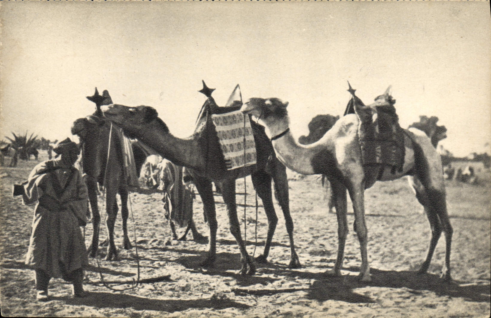 CPA Militaria Au Sahara Chameau Dromadaire 
