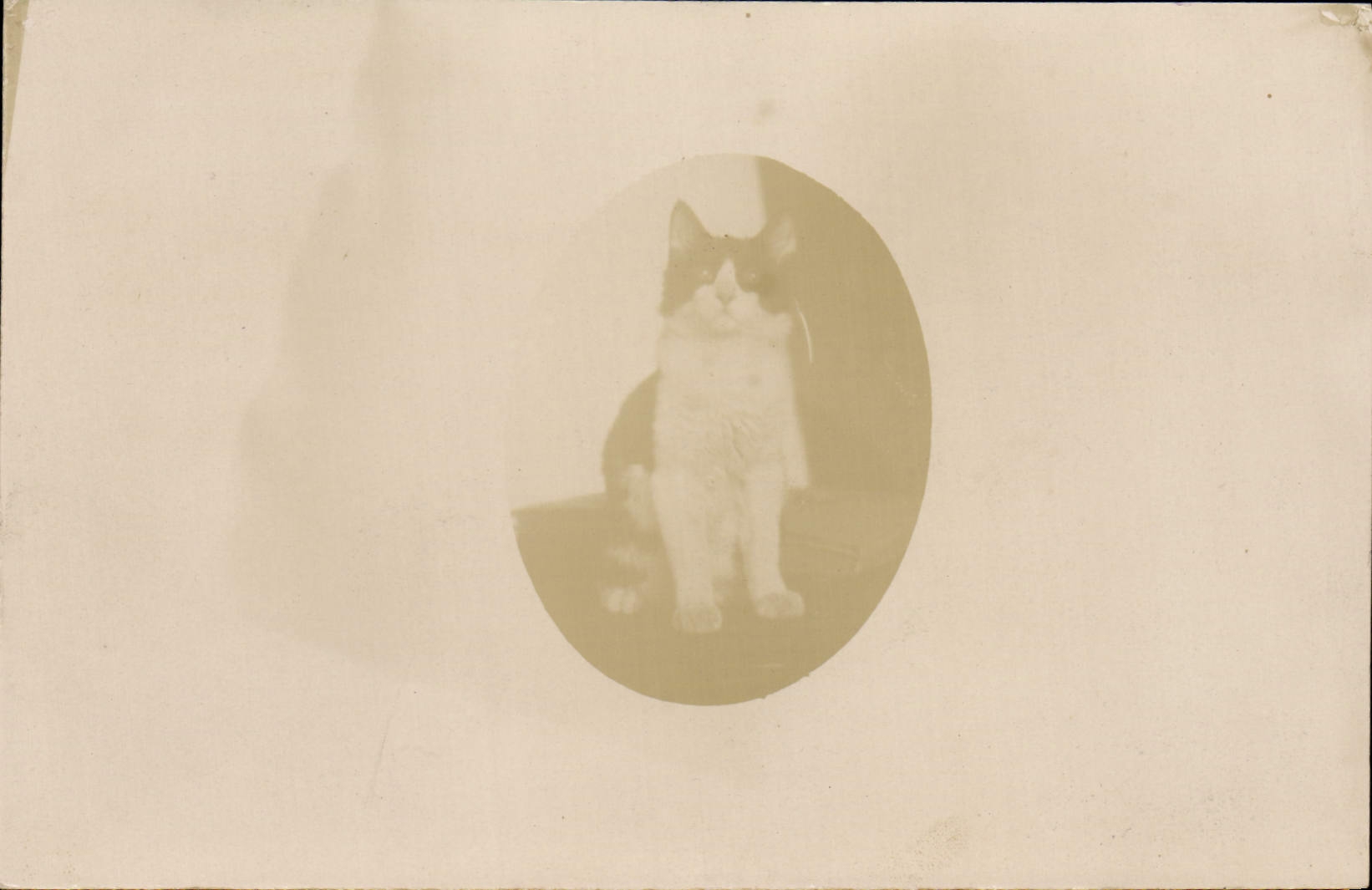 CARTE PHOTO Chat chats Chaton 