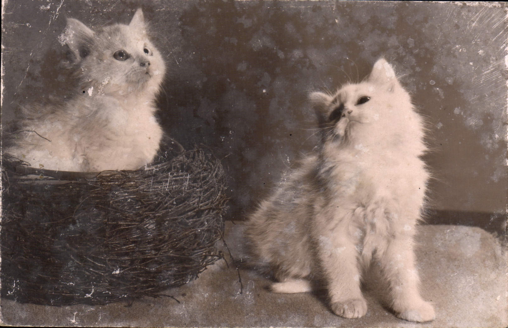 CPA Chat chats Chaton 