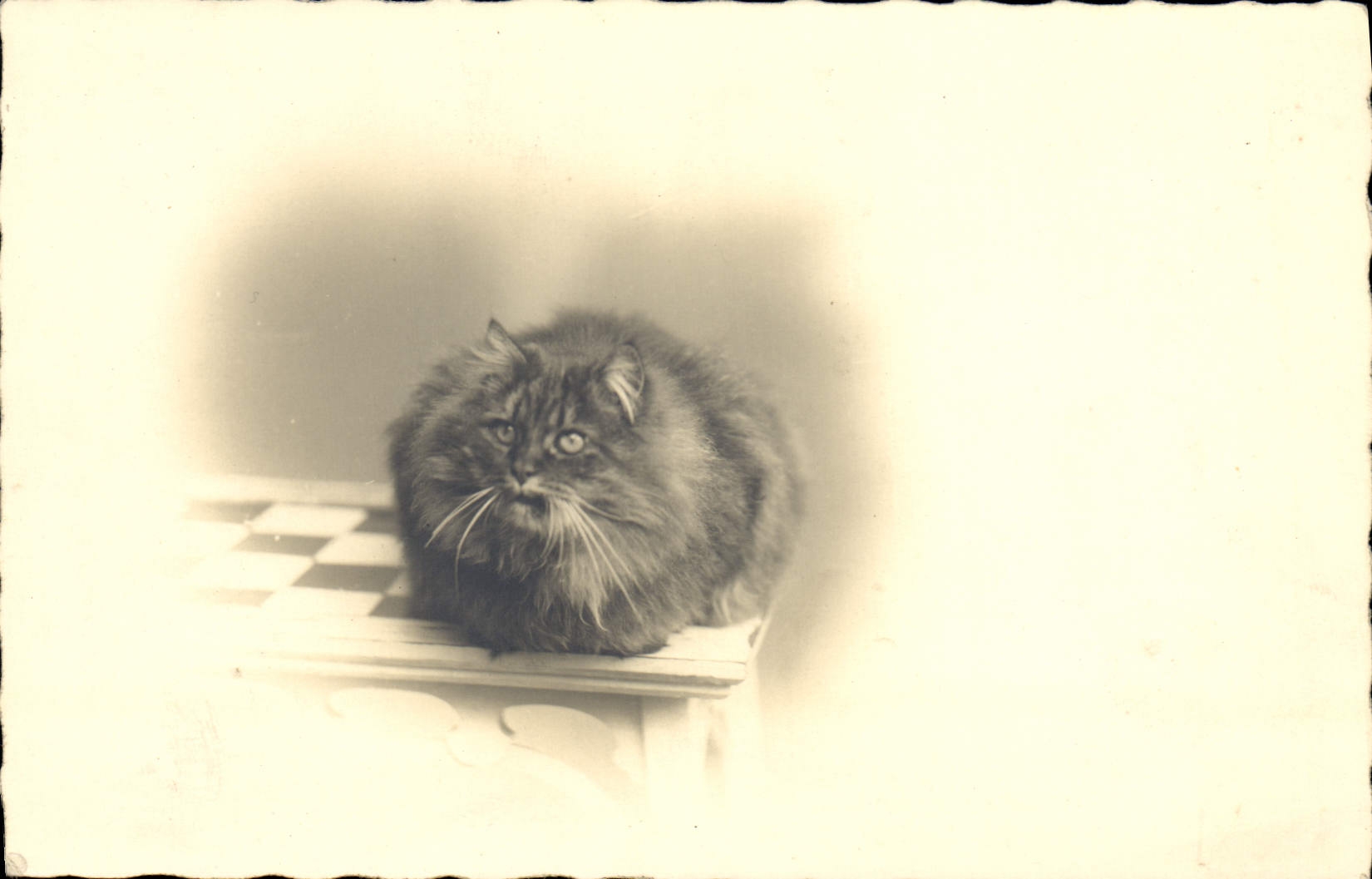 CPA Chat chats Chaton 