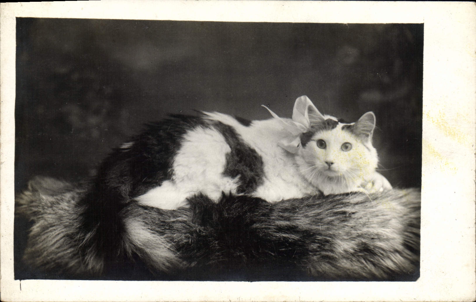 CPA Chat chats Chaton 