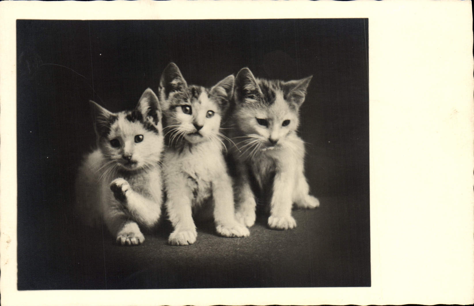 CPA Chat chats Chaton 