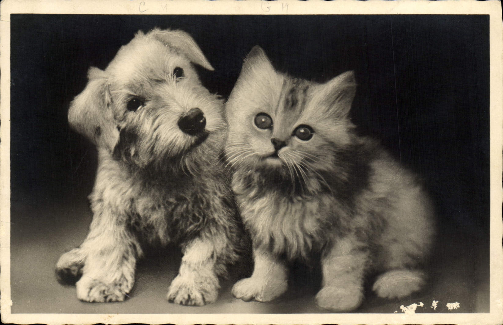 CPA Chat chats Chaton Chien 