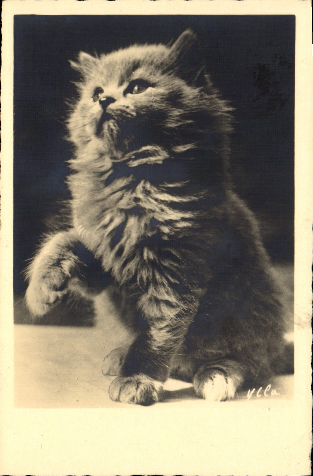 CPA Chat chats Chaton 