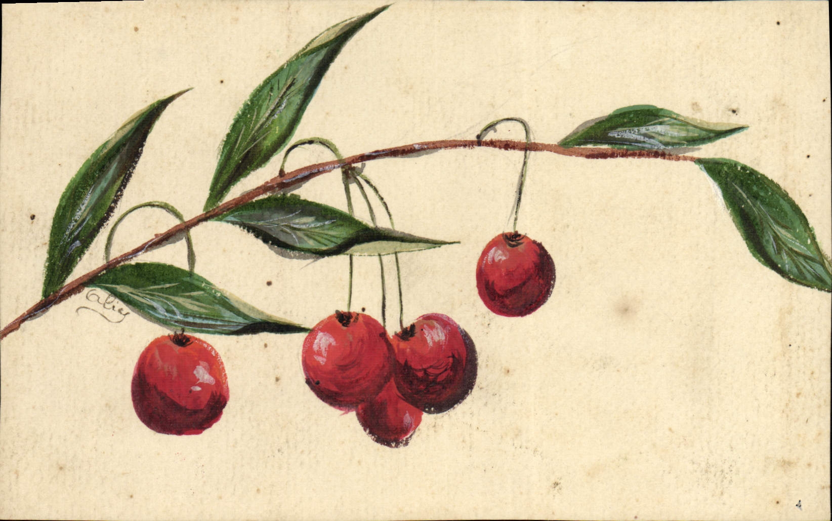 VINTAGE POSTCARD Drawing with the hand Cherries