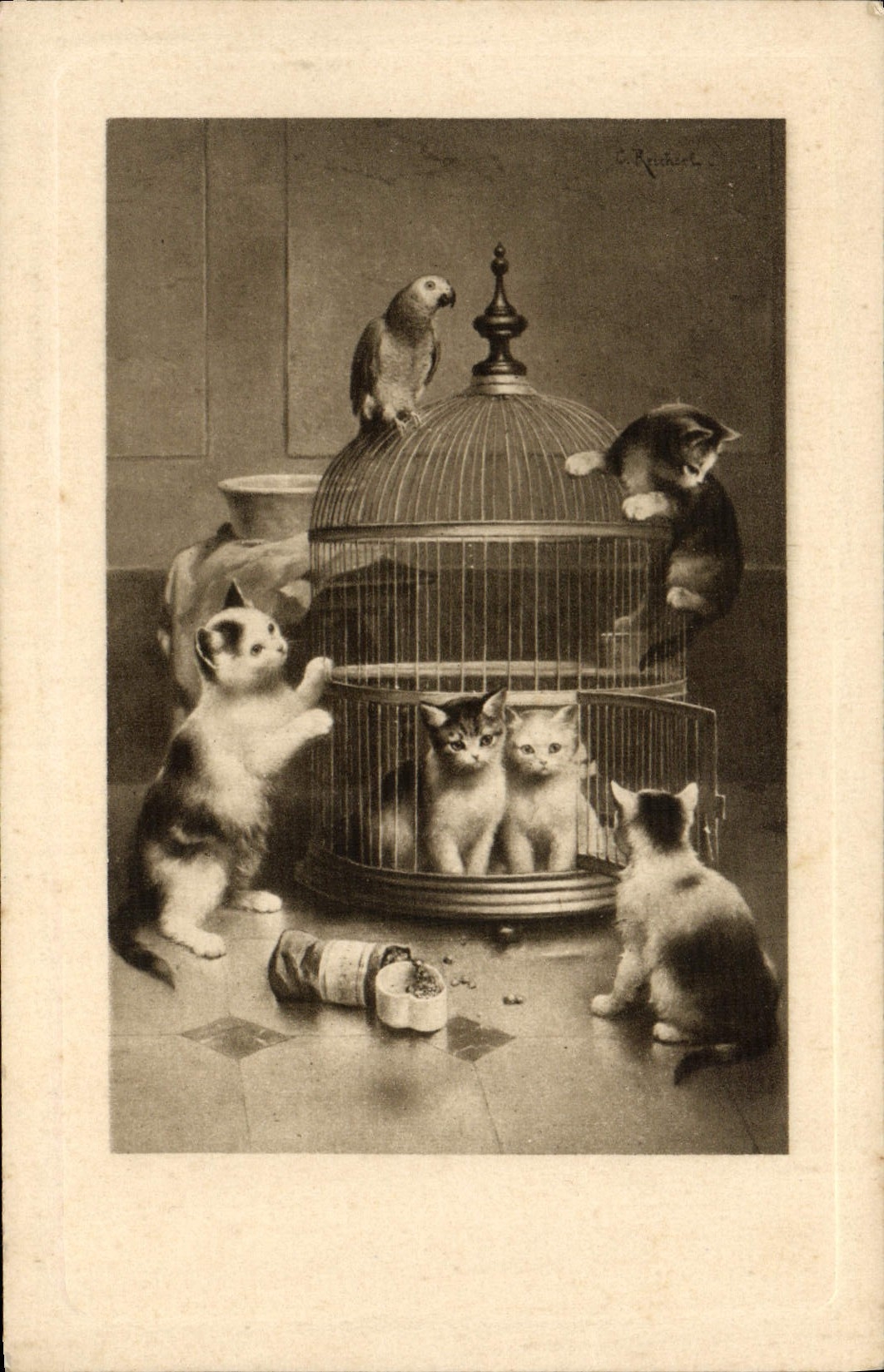 CPA Chat chats Chaton Perroquet Oiseau