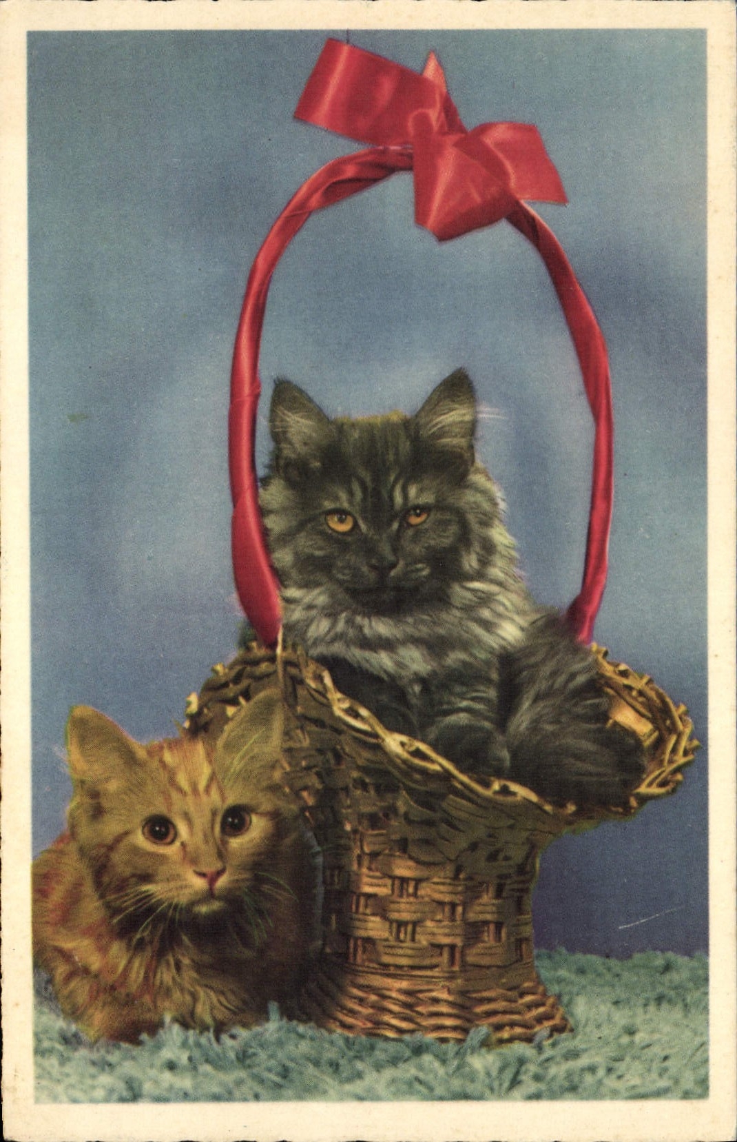 CPA Chat chats Chaton 