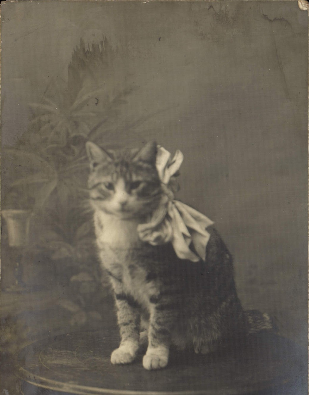 CPA Chat chats Chaton 