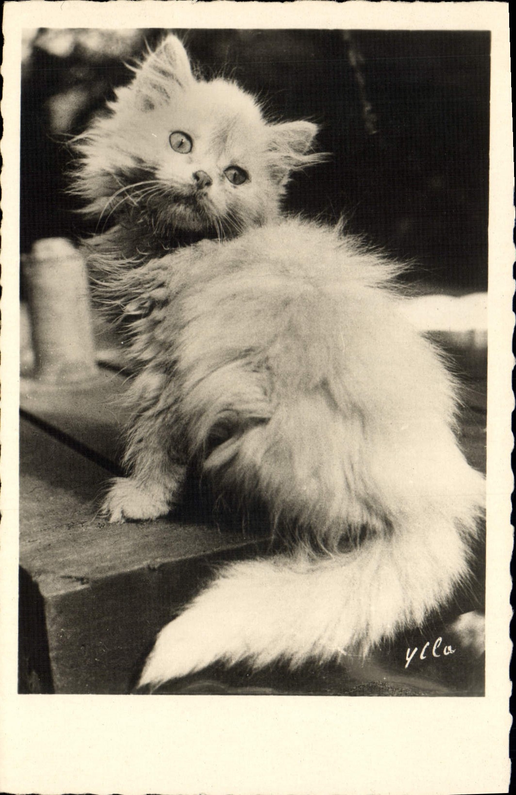 CPA Chat chats Chaton 