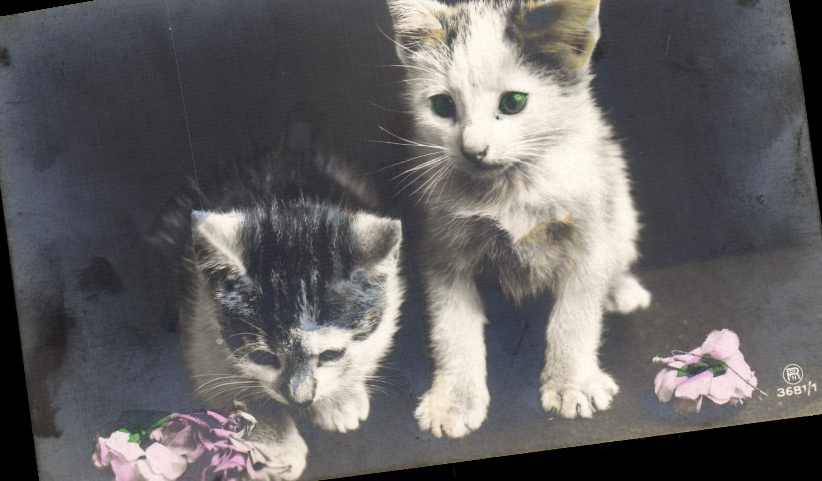 CPA Chat chats Chaton 