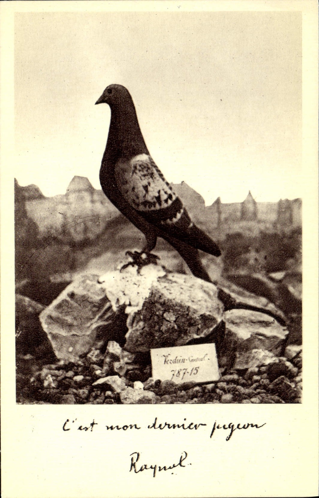 CPA Colombe Colombophilie Colombogrammedu commandant Raynal