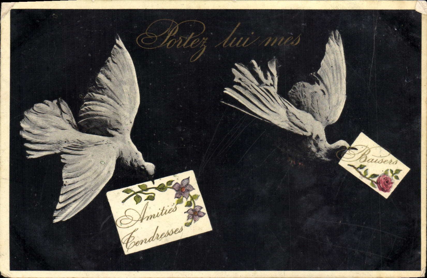 VINTAGE POSTCARD Dove Pigeon fancying