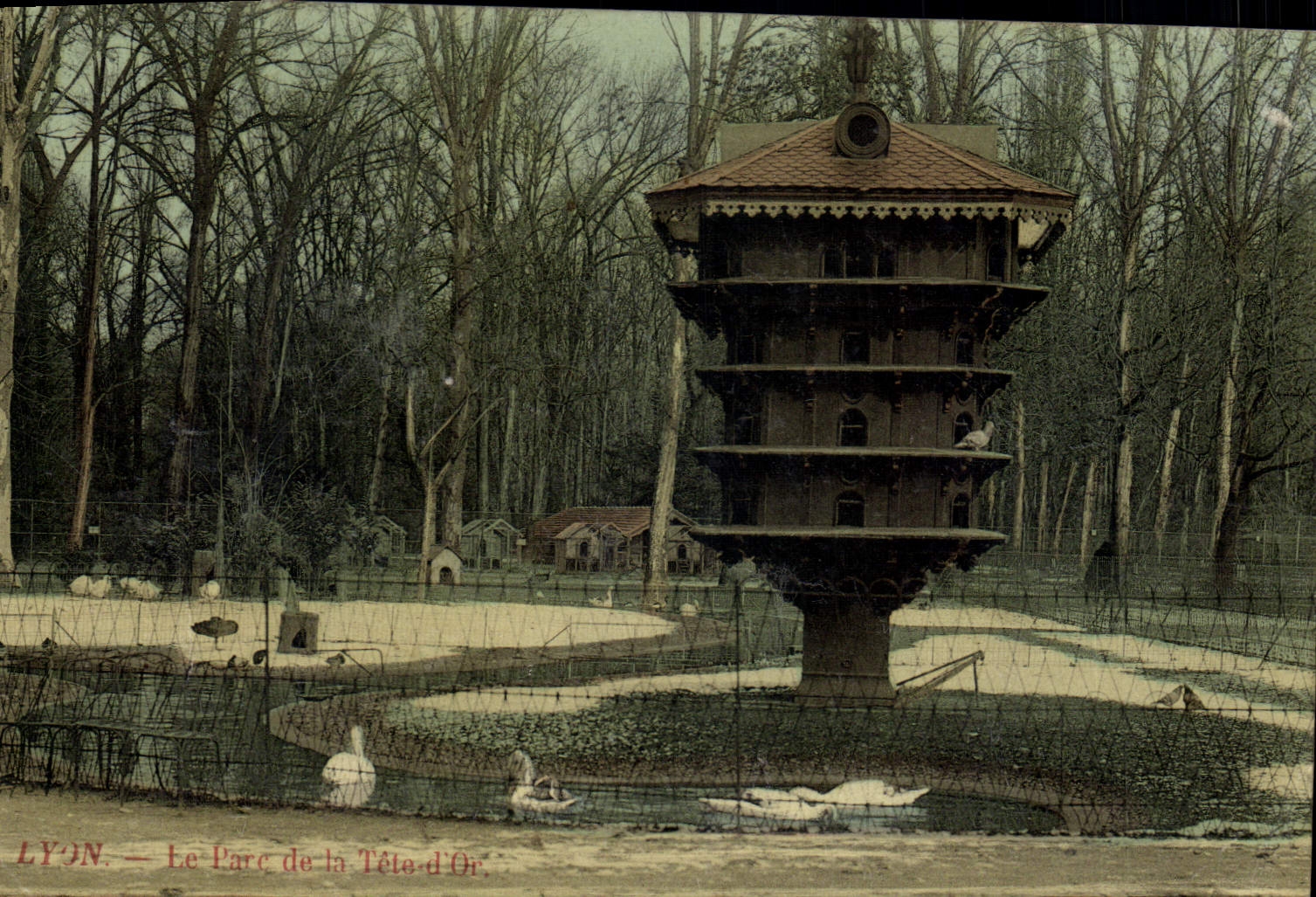 VINTAGE POSTCARD Dove Lyon Pigeon fancying the park of the pigeon Gold Head