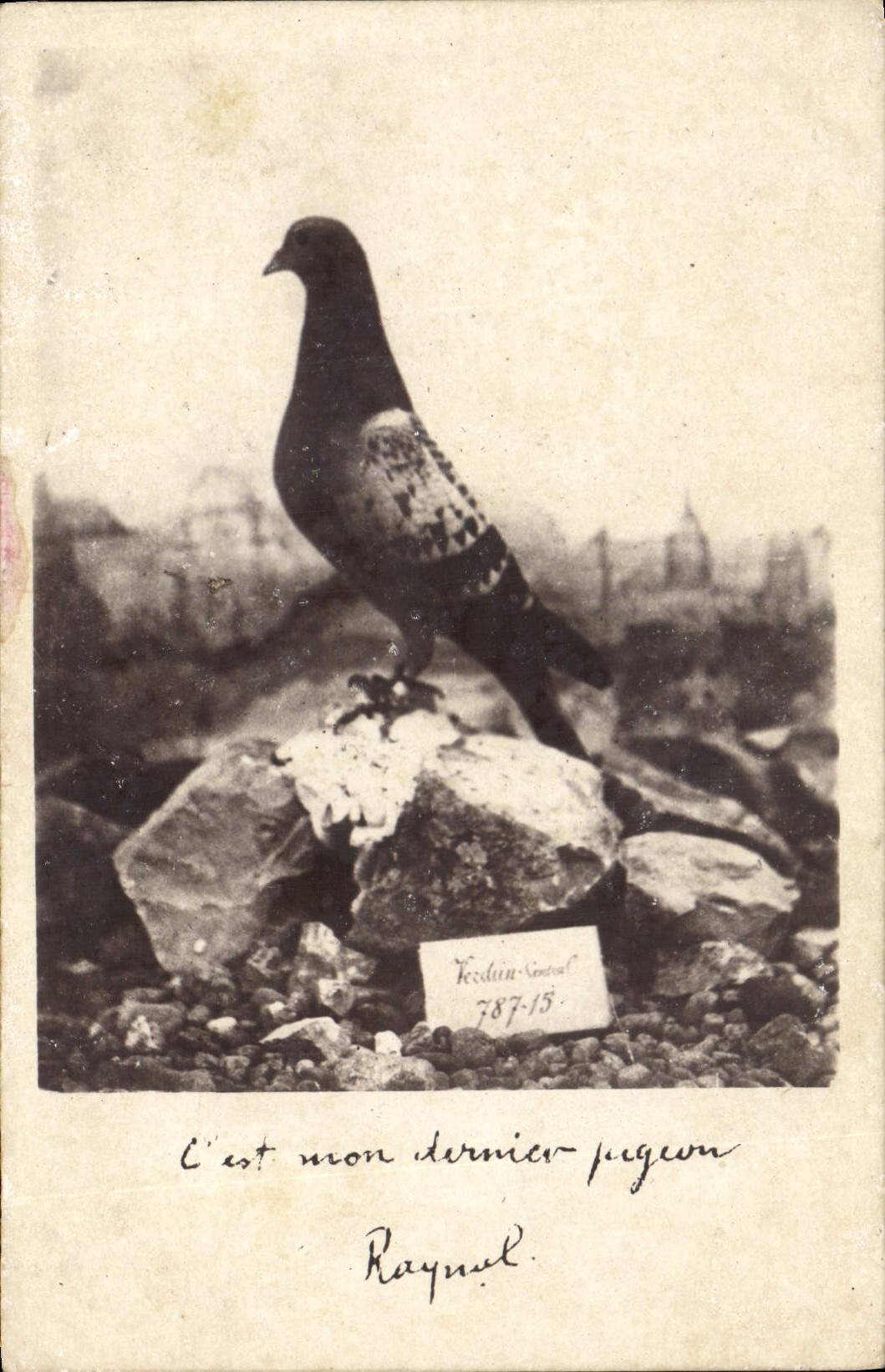 VINTAGE POSTCARD Dove Colombogramme Pigeon fancying of the commander Raynal Militaria