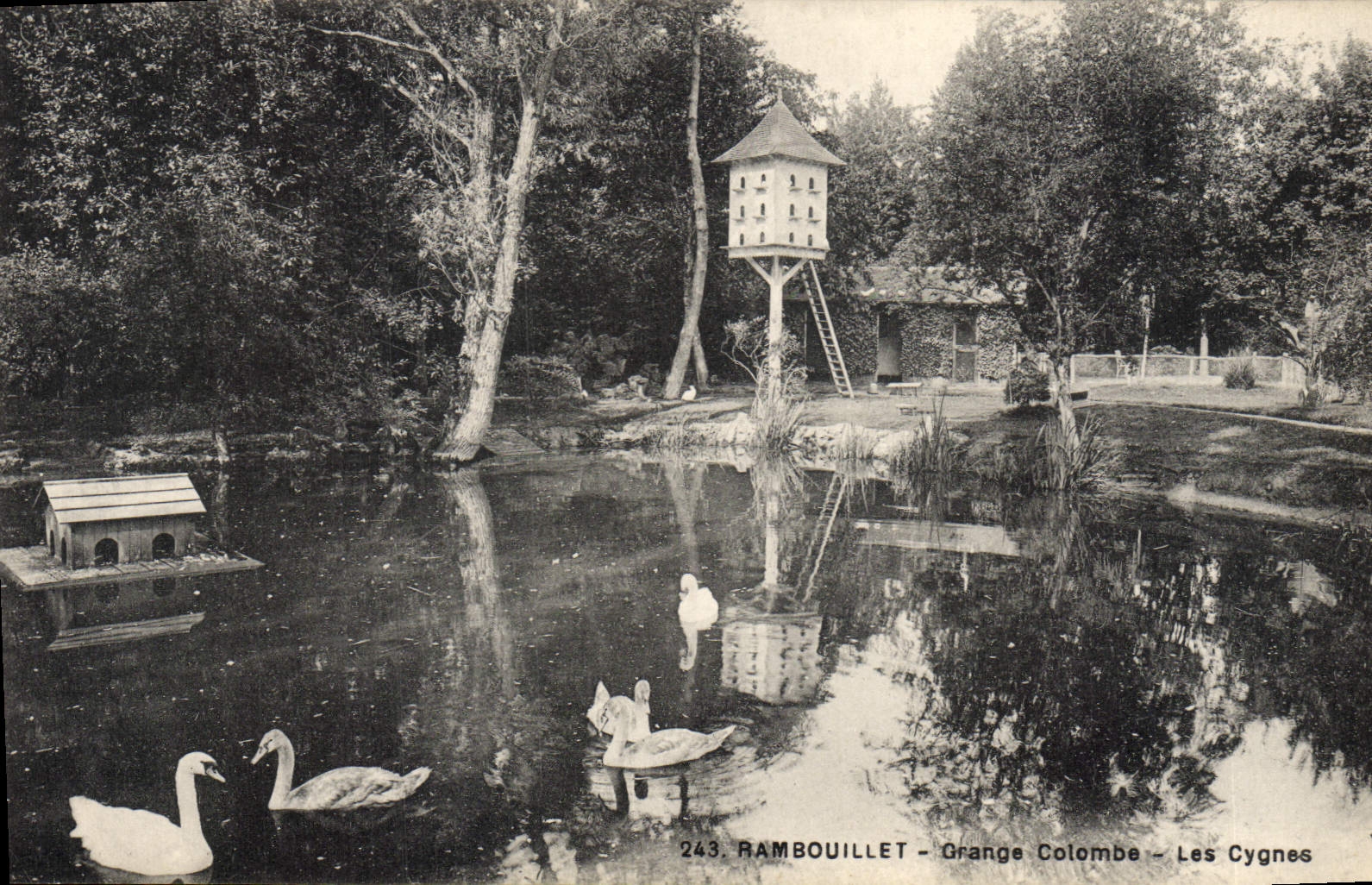 VINTAGE POSTCARD Dove Pigeon fancying Rambouillet Barn dove swans