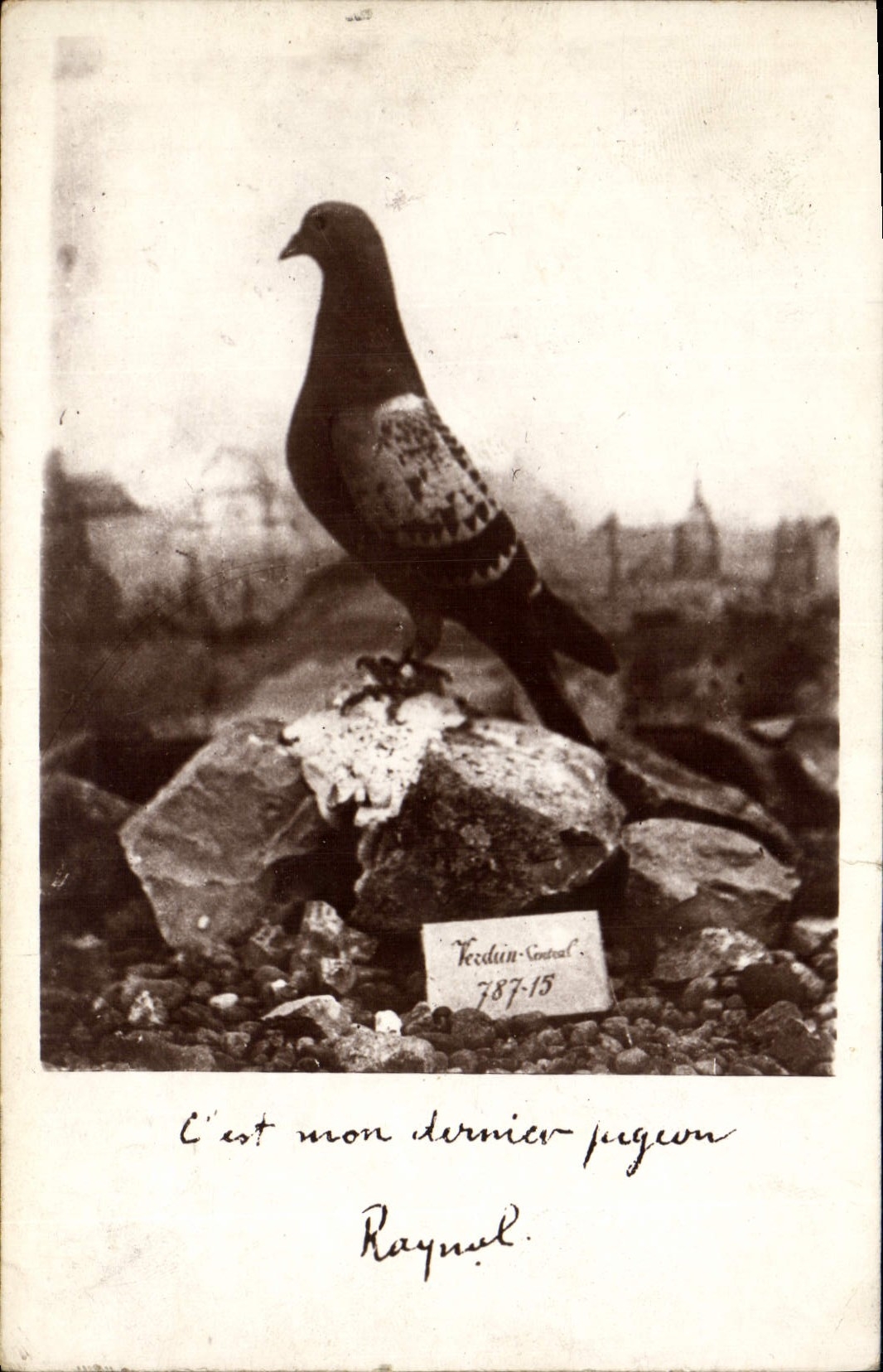CPA Colombe Colombophilie Colombogramme du commandant Raynal Militaria