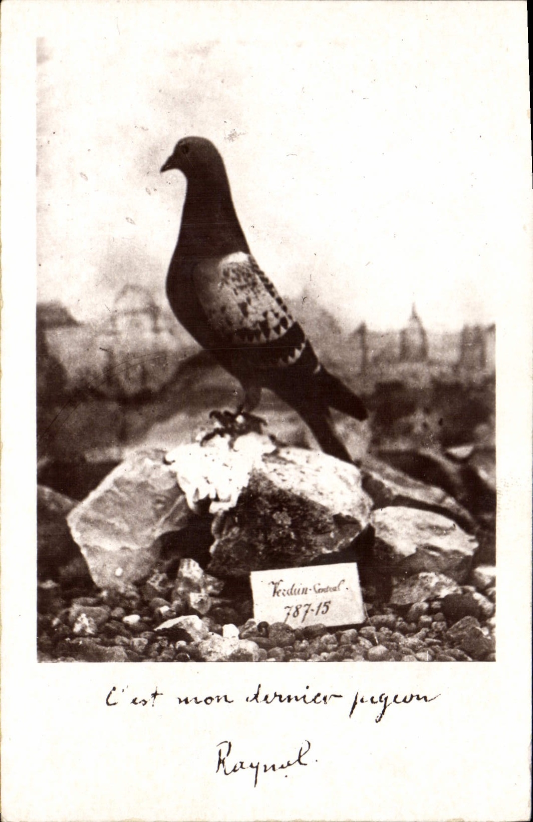 CPA Colombe Colombophilie Colombogramme du commandant Raynal Militaria