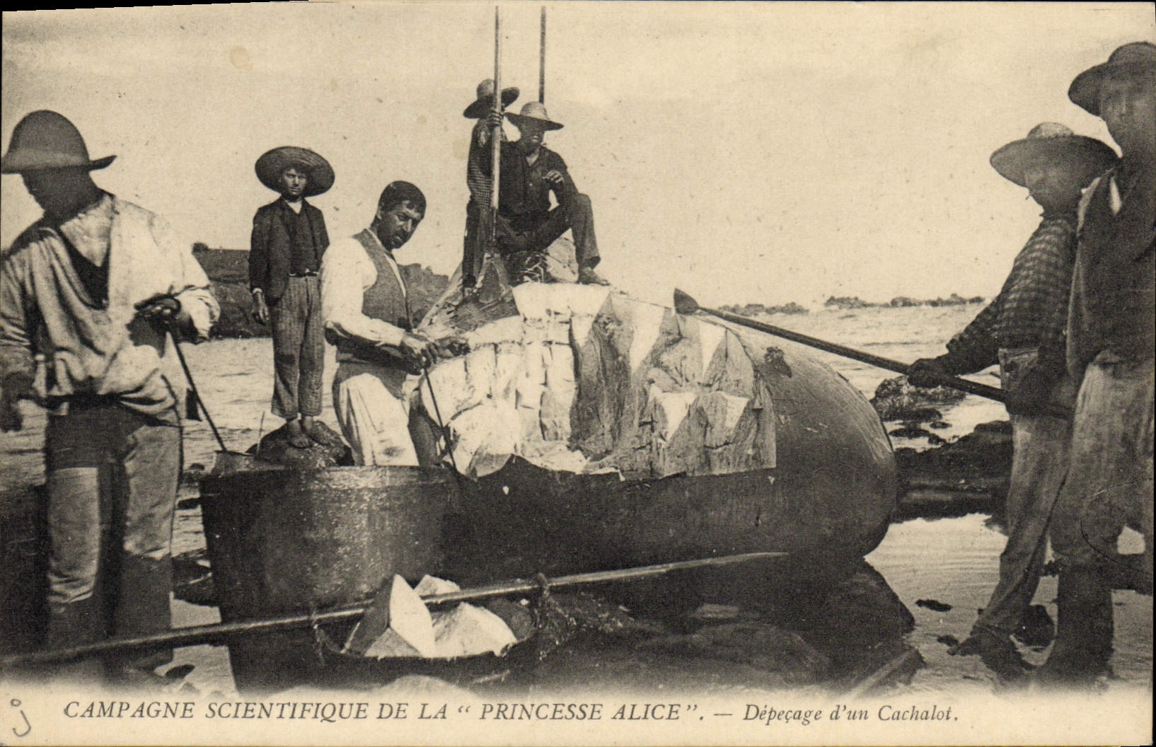 VINTAGE POSTCARD scientific Countryside of the Princess Alice Depecage of a Polar cachelot Polar TOP