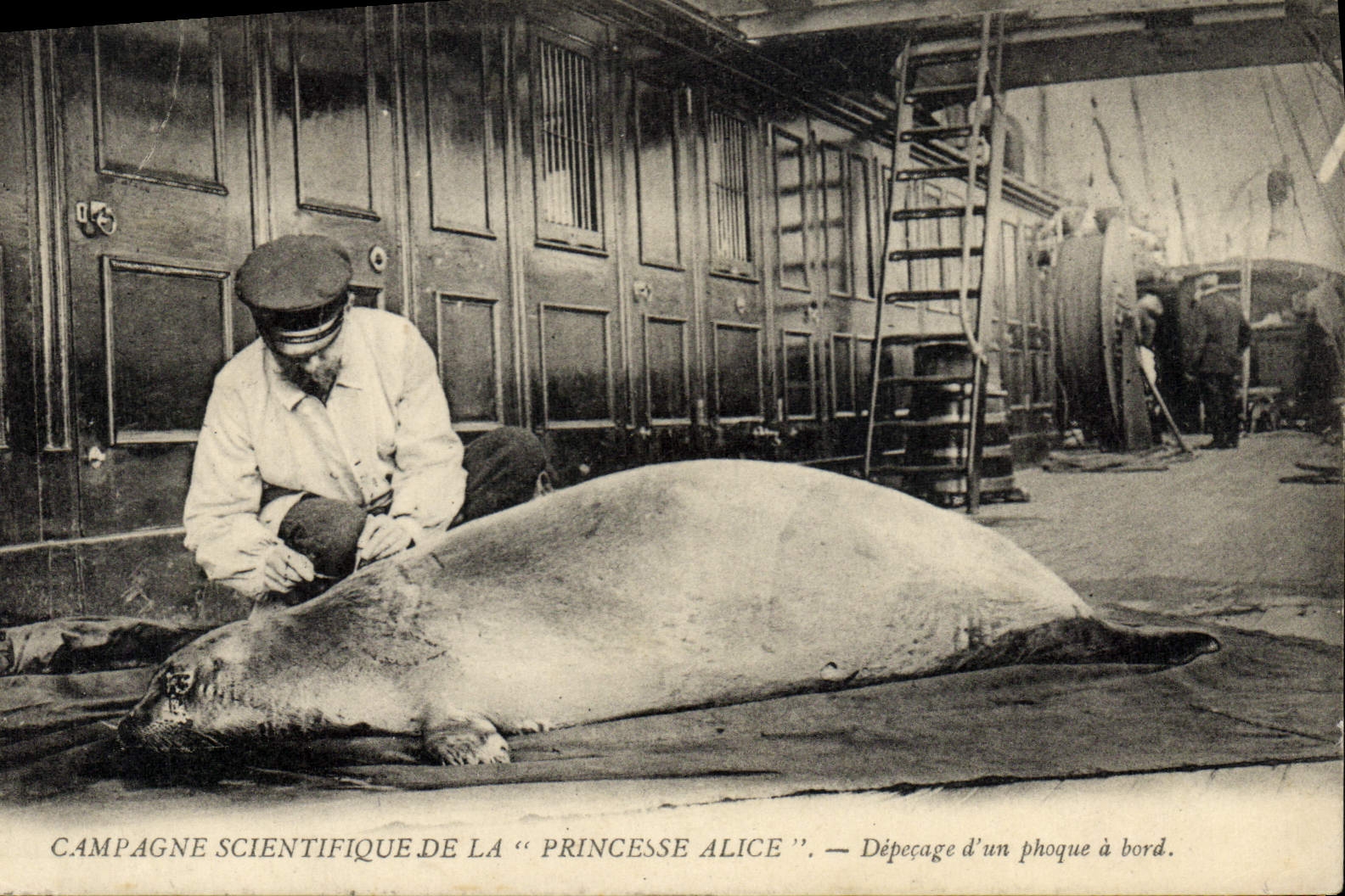 VINTAGE POSTCARD scientific Campagne of the Princess Alice Depecage of a seal has Polar edge TOP