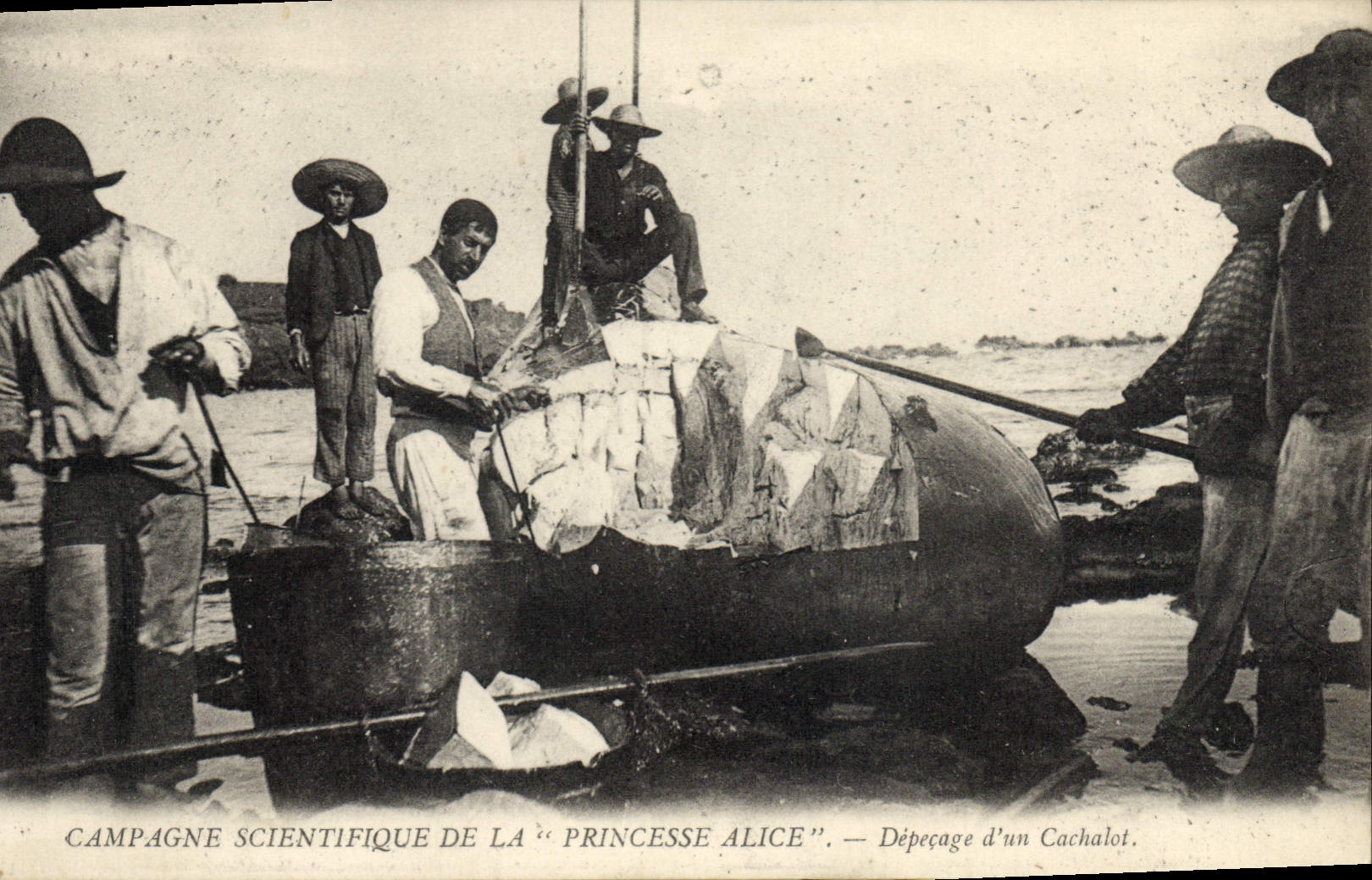 CPA Campagne scientifique de la Princesse Alice Depecage d'un cachelot Polaire TOP Polaire