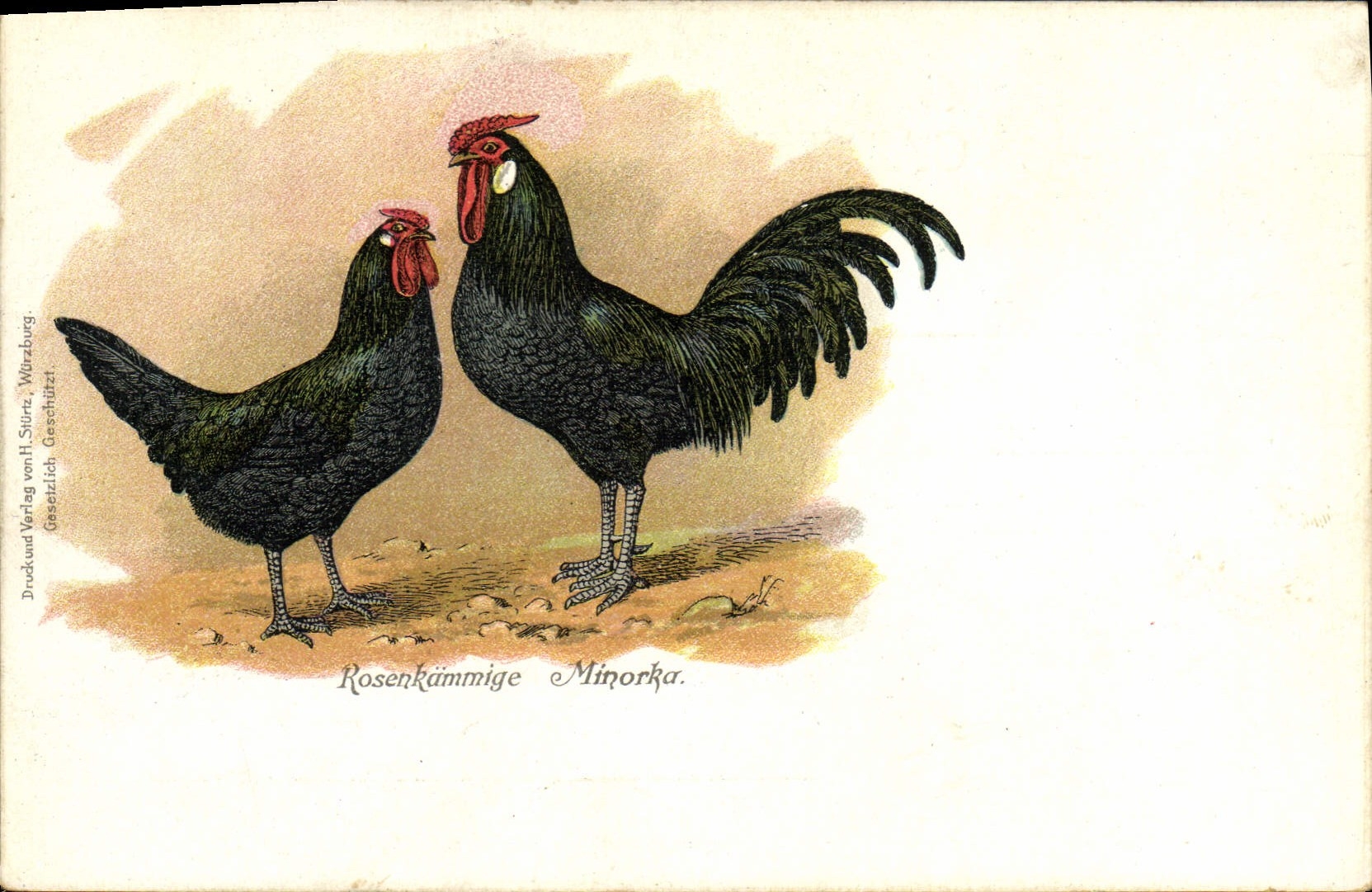 CPA Coq Rosenkammige Minorka 