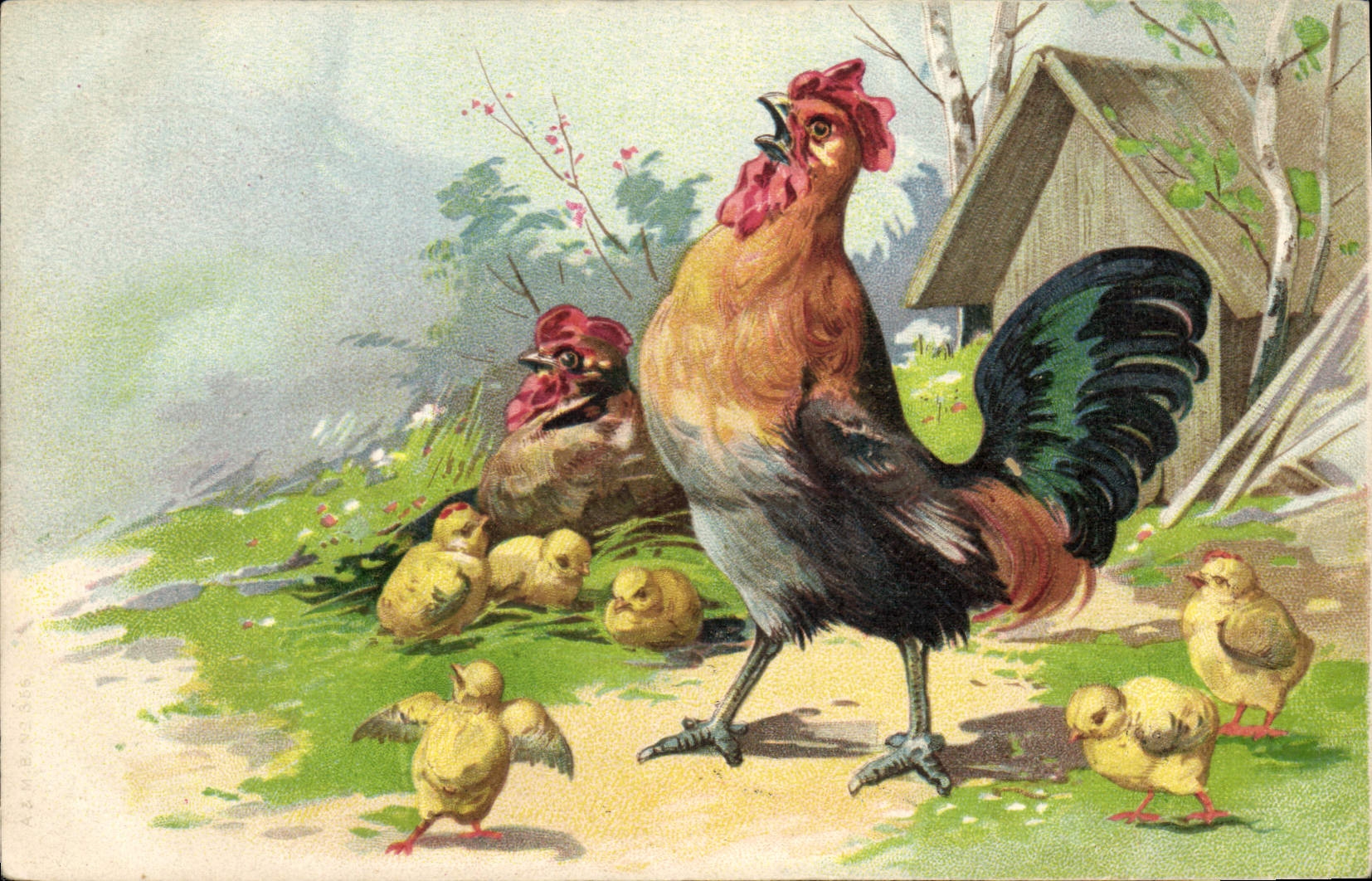 CPA Coq Poussins 