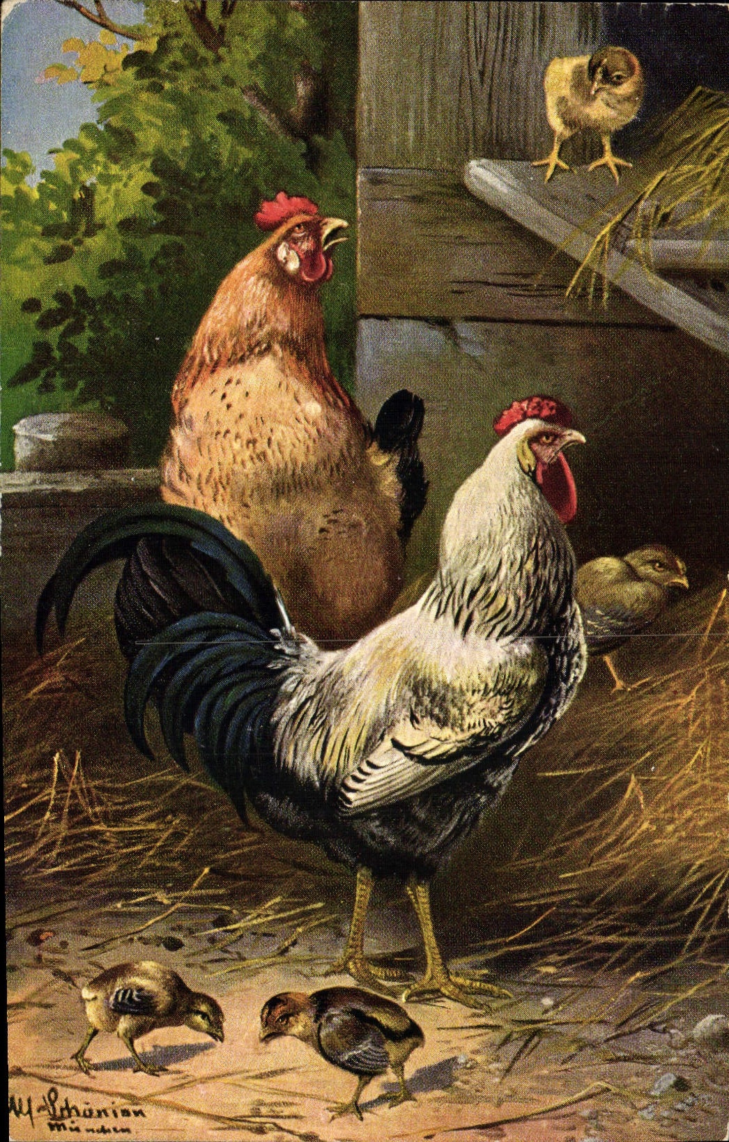 CPA Coq Poule Poussins 