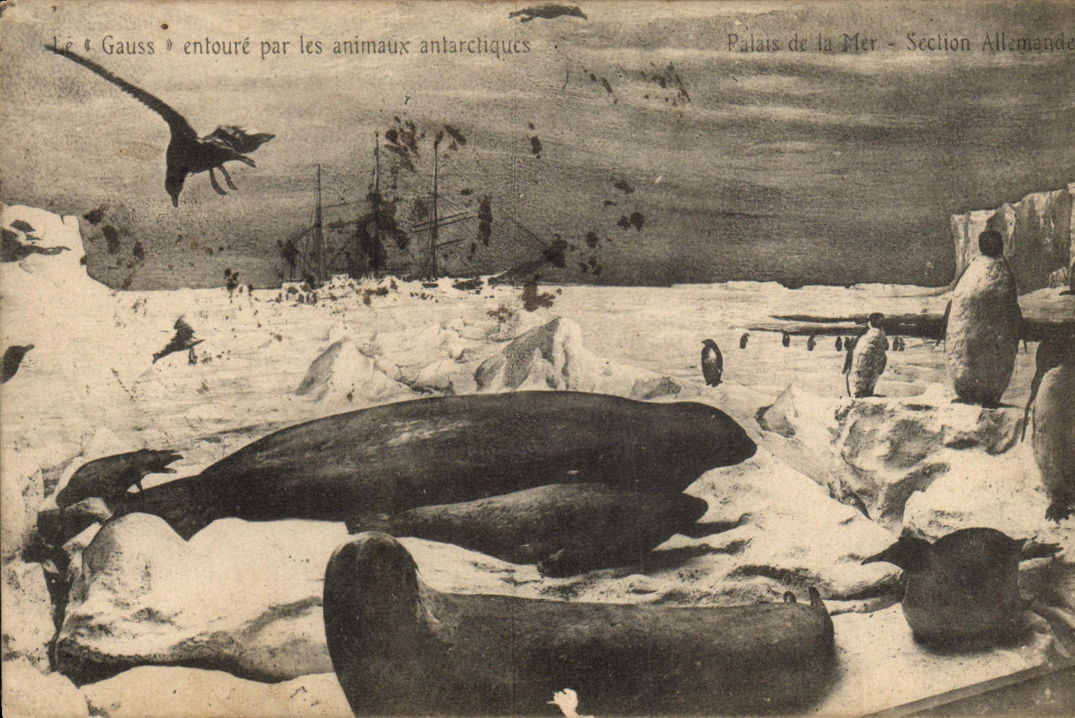VINTAGE POSTCARD Polaire North America Gauss surrounds by the animals antarctic Palais of the sea German Section