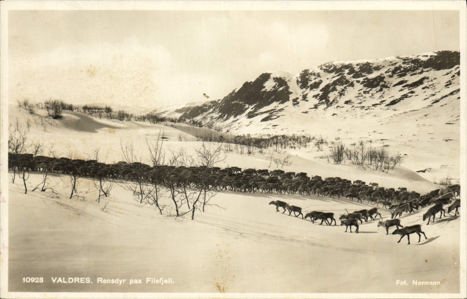 VINTAGE POSTCARD Polar Valdres Rensyr paa Filefjell Rennes