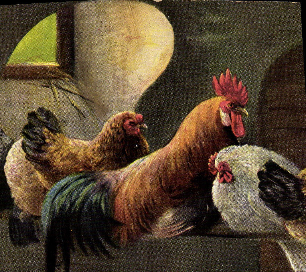 CPA Coq Poule 