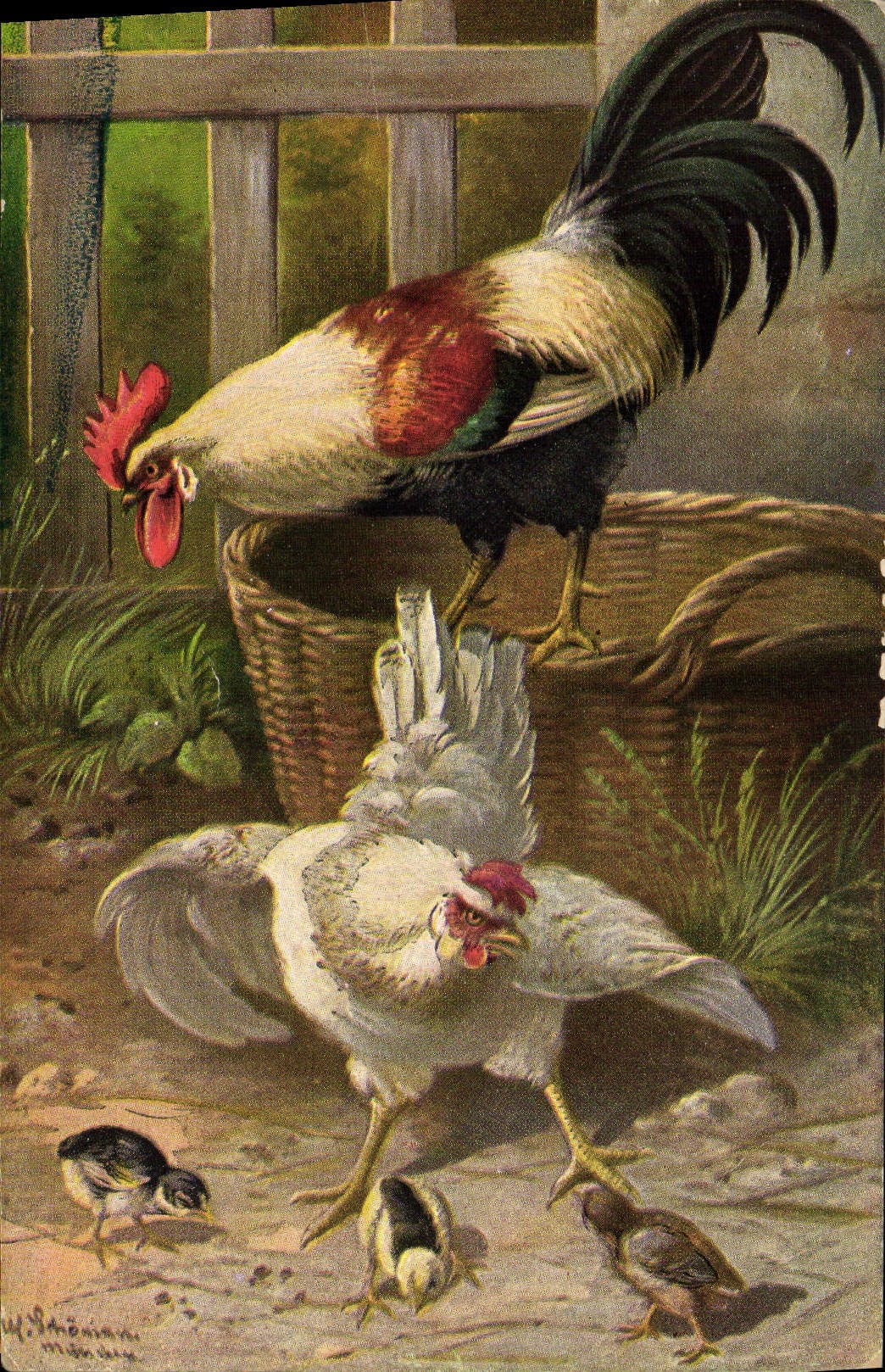 CPA Coq Poule 