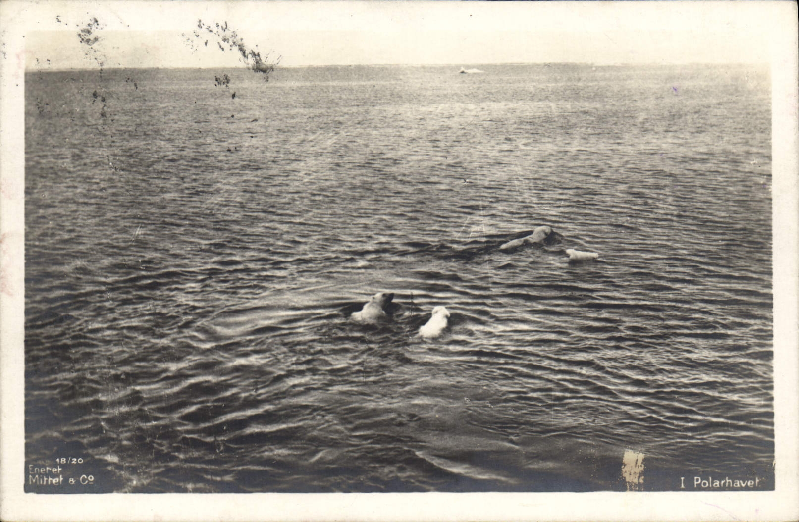 CPA Polaire Hamerfes Ours Blancs