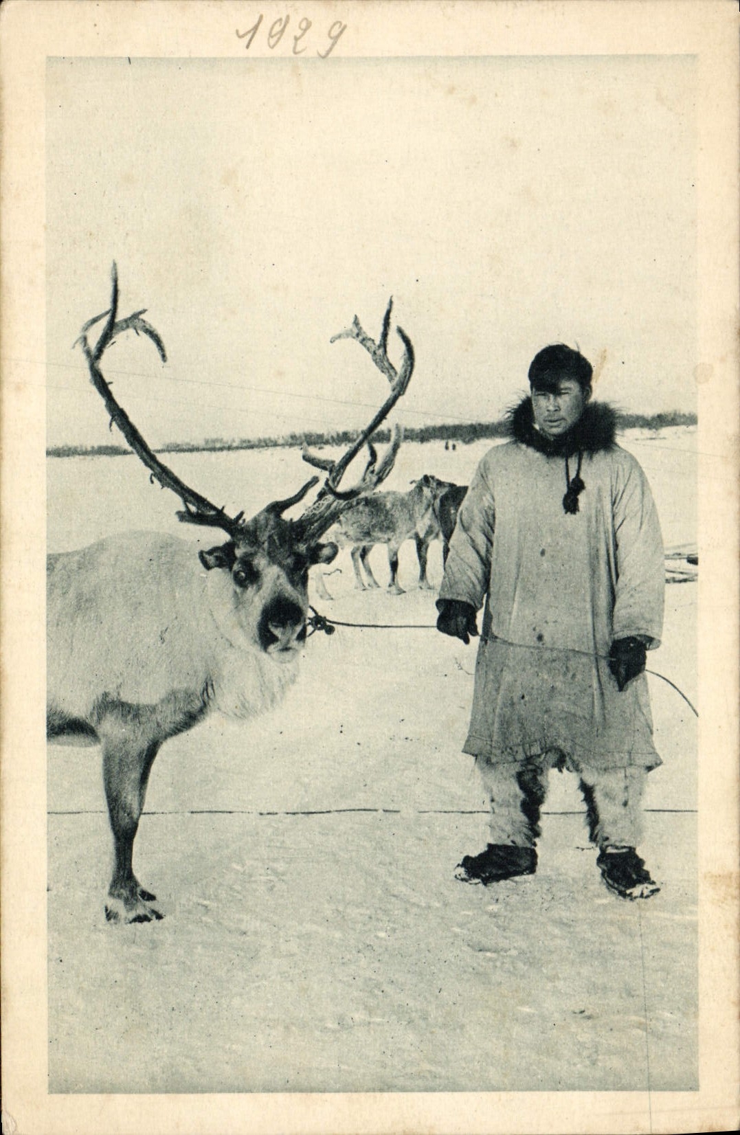 CPA Polaire Un renne et son maitre