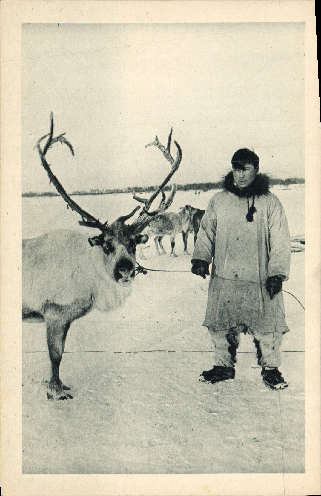CPA Polaire Un renne et son maitre
