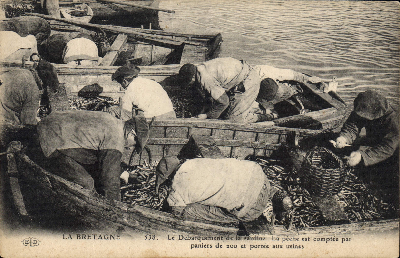 CPA Peche Bretagne Le debarquement de la sardine La peche est comptee par paniers de 200 et portee aux usines
