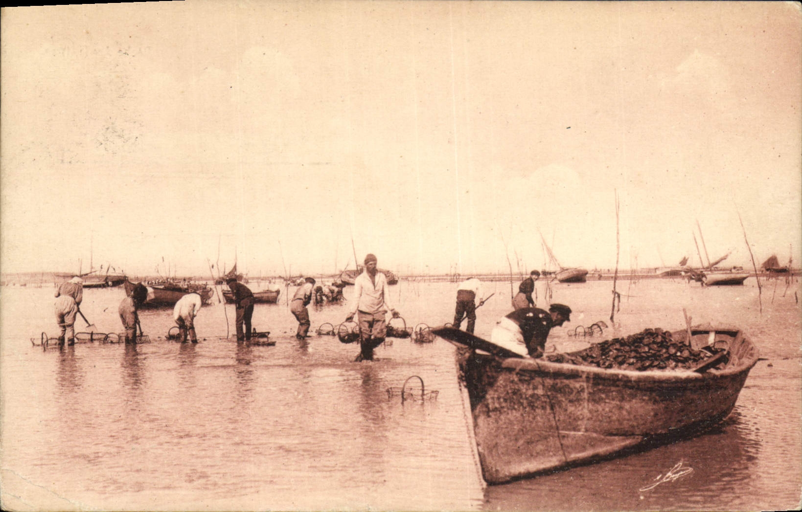 VINTAGE POSTCARD Fishing of oysters