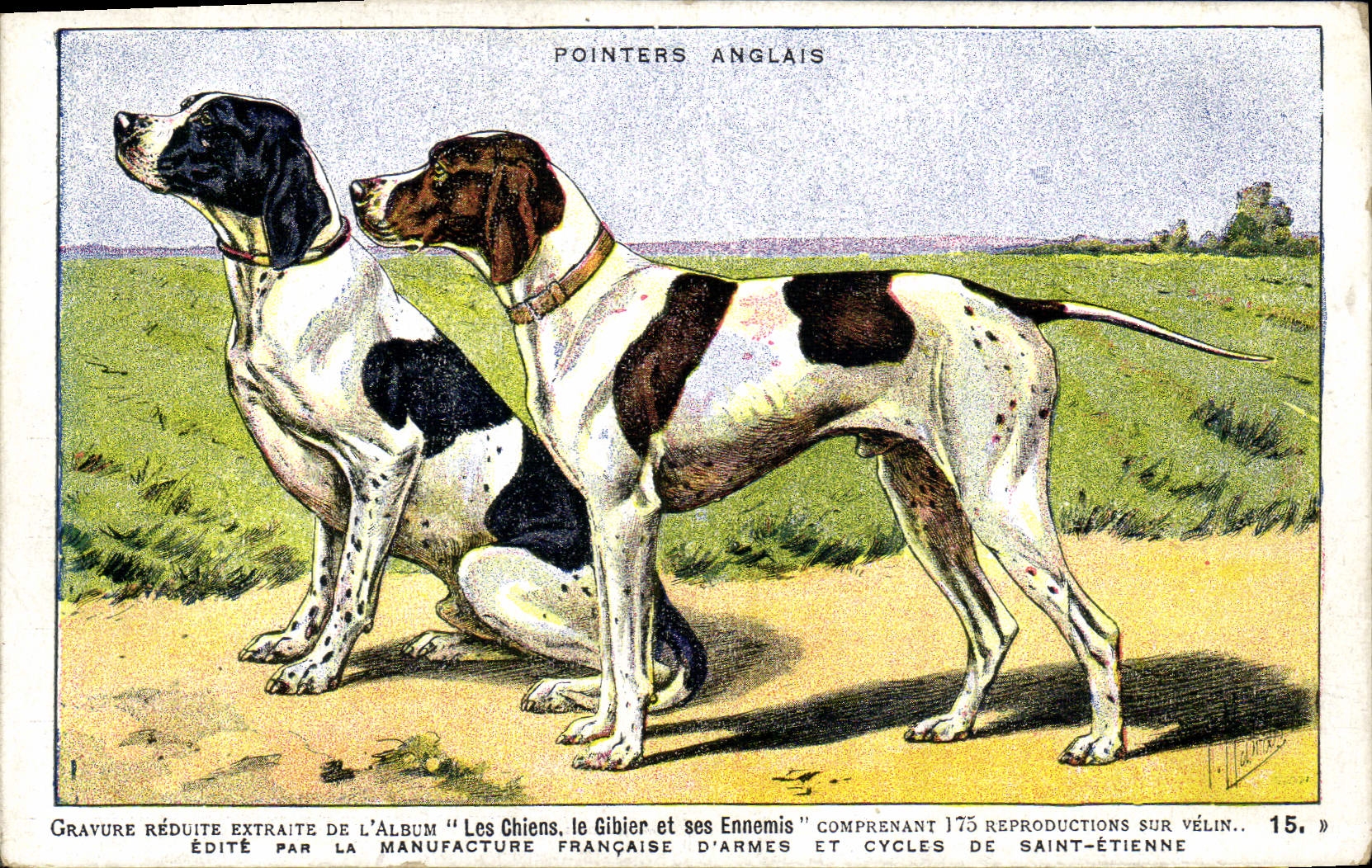 Caza inglesa de los indicadores de los perros del perro de la POSTAL de la VENDIMIA