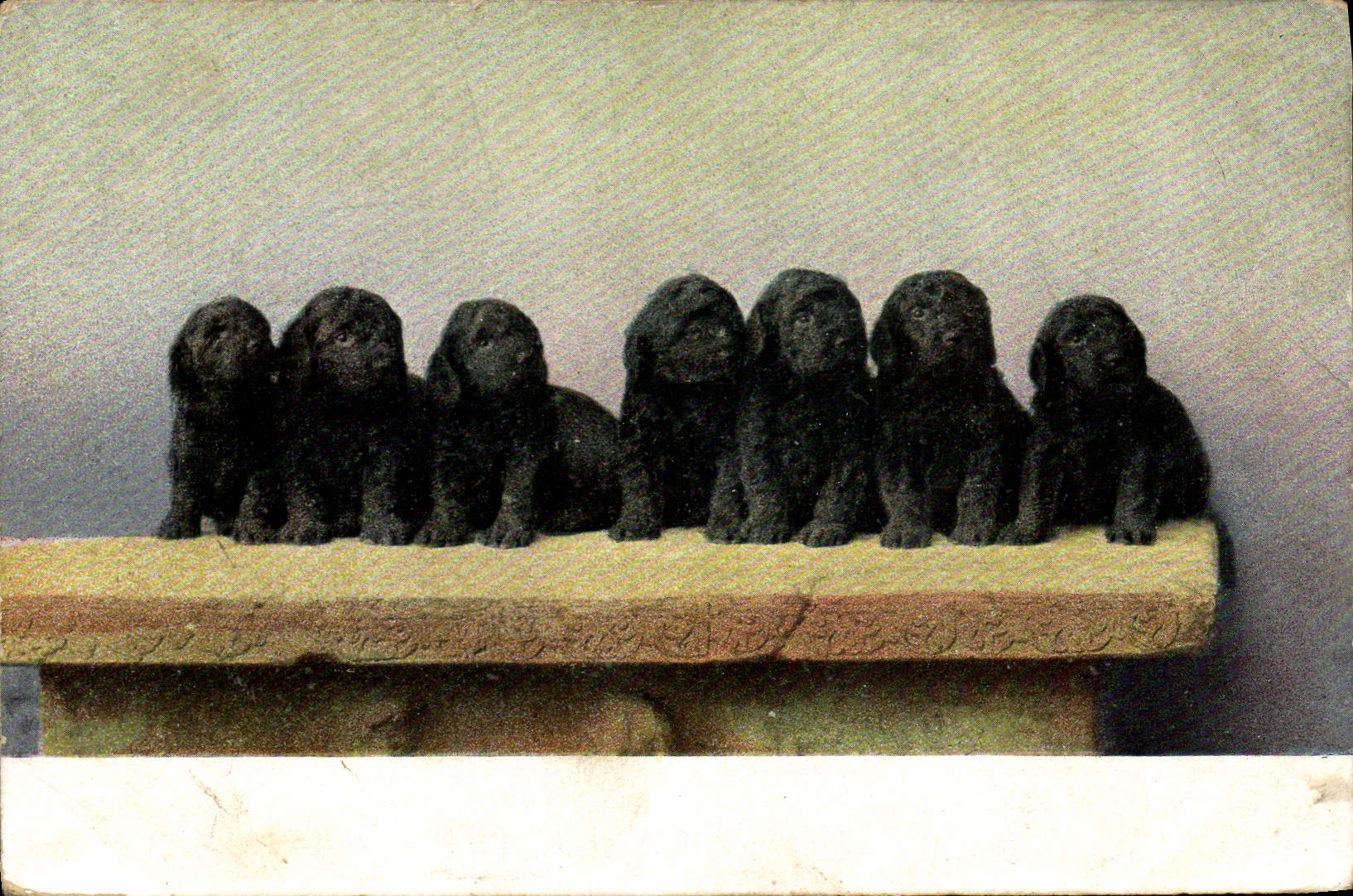 CPA Chien Chiens 