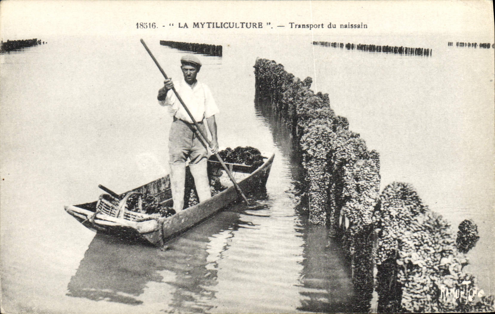 CPA Peche La Mytiliculture Transport du naissain