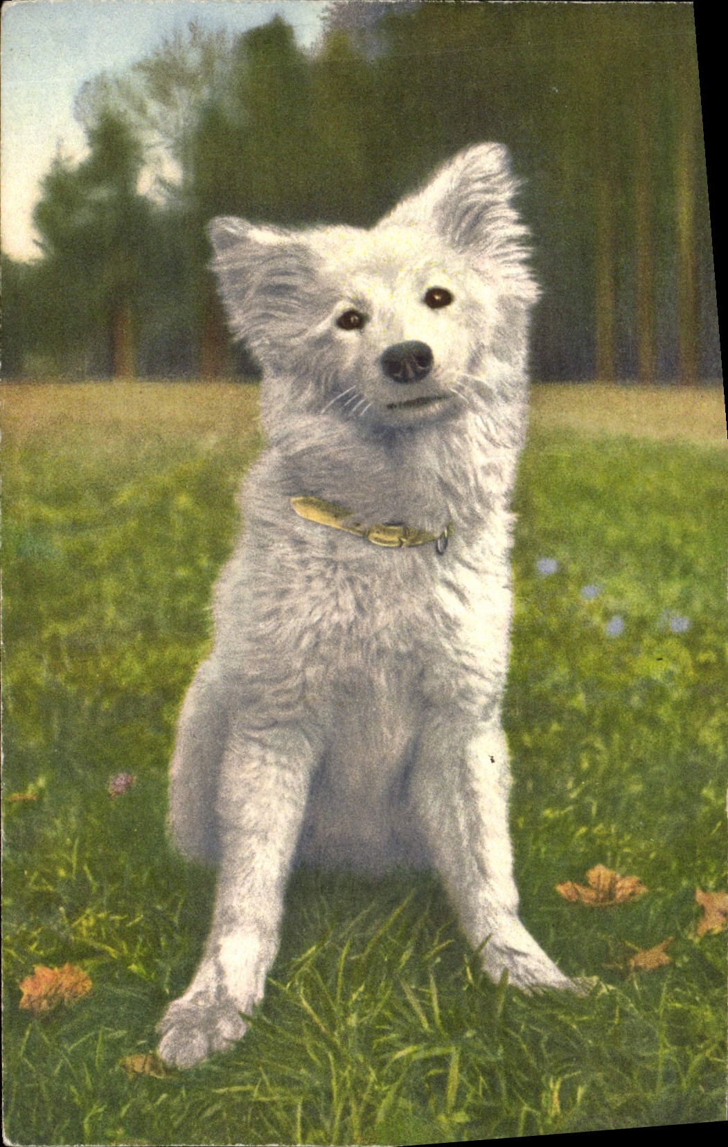 CPA Chien Chiens Chiot 
